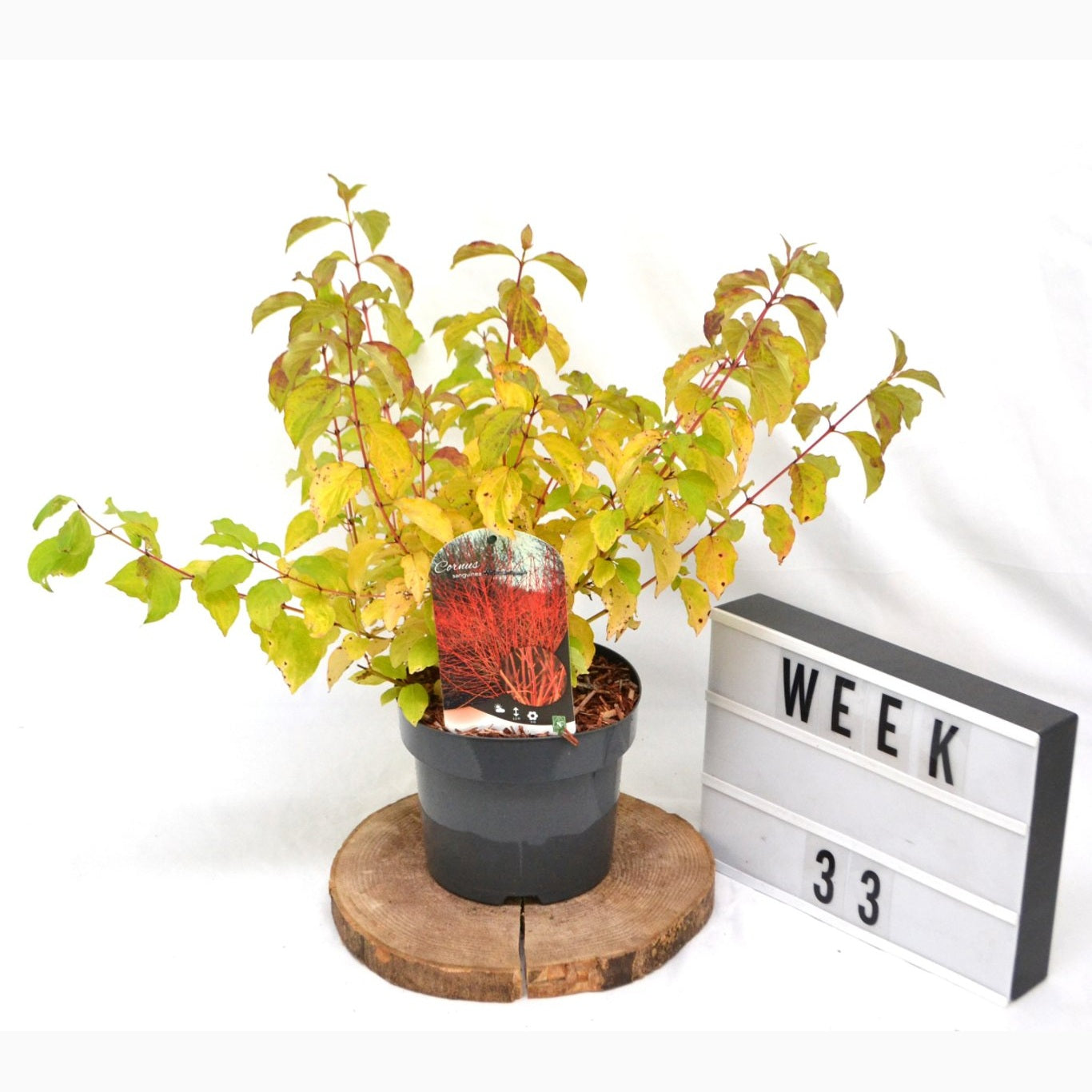 Kornell – Cornus sanguinea 'Midwinter Fire' - C3 20-40 CM